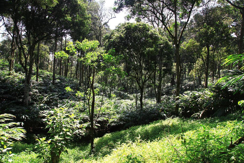 Thekkady Kalarickal Heritage Bungalow Vandanmedu Eksteriør bilde